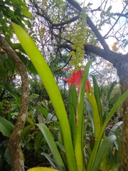 Aechmea mertensii