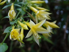 Lisianthius seemannii