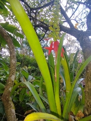 Aechmea mertensii
