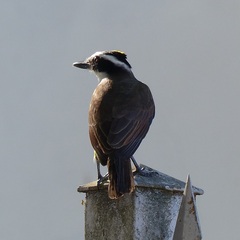 Pitangus sulphuratus