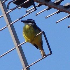 Pitangus sulphuratus