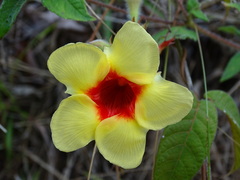 Mandevilla hirsuta