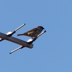 Passer domesticus