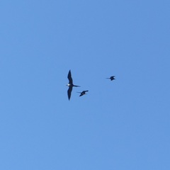 Fregata magnificens