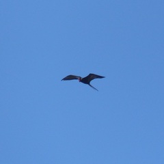Fregata magnificens