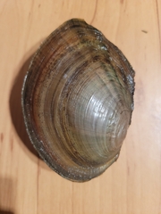 Sinanodonta woodiana