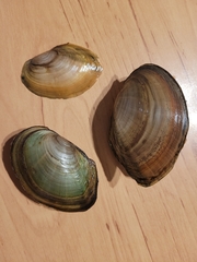 Sinanodonta woodiana