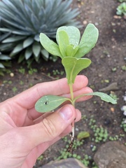Calendula officinalis