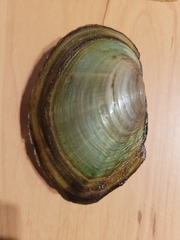 Sinanodonta woodiana