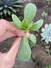 Calendula officinalis