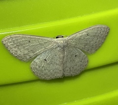 Scopula optivata