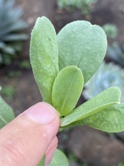 Calendula officinalis