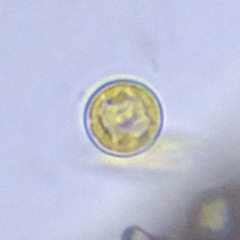 Coscinodiscophycidae
