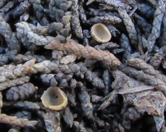 Hellenicoscyphus hyalotrichus