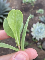 Calendula officinalis