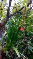 Aechmea mertensii