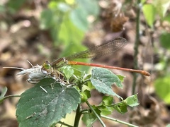 Ceriagrion