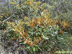 Banksia
