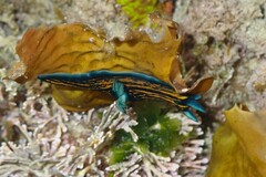 Roboastra gracilis