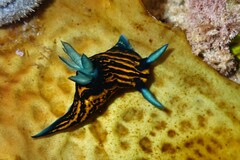 Roboastra gracilis