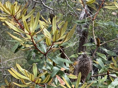 Banksia