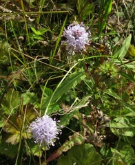 Succisella inflexa