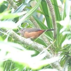 Ramphocelus bresilius
