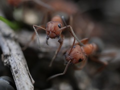 Formica integra