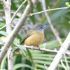 Mionectes rufiventris