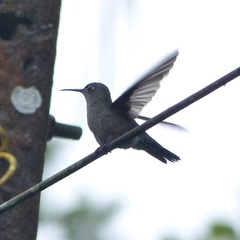 Eupetomena cirrochloris