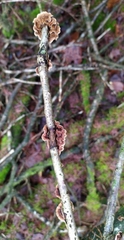 Stereum gausapatum