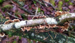 Stereum gausapatum