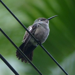 Eupetomena cirrochloris