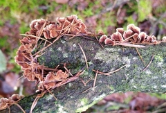 Stereum gausapatum
