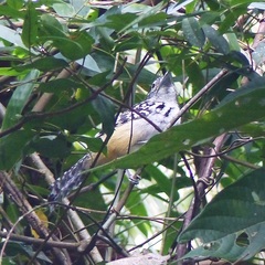 Hypoedaleus guttatus