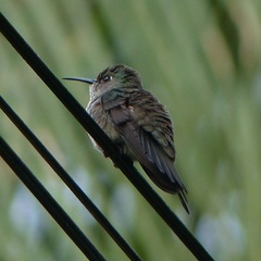 Eupetomena cirrochloris