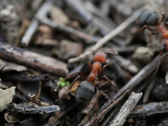 Formica integra