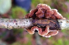 Stereum gausapatum