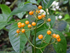 Palicourea racemosa