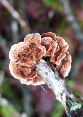 Stereum gausapatum