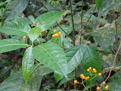 Palicourea racemosa