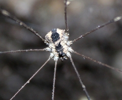 Leuronychus pacificus