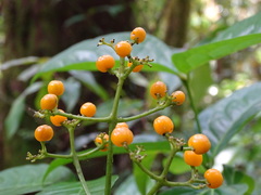 Palicourea racemosa