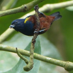 Euphonia pectoralis