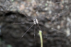 Leuronychus pacificus