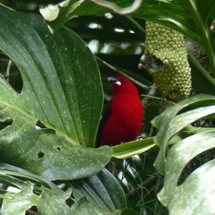 Ramphocelus bresilius