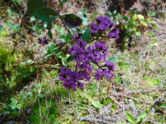 Crusea hispida