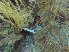 Syngnathoidei