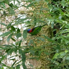 Tangara cyanocephala