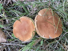 Gyroporus